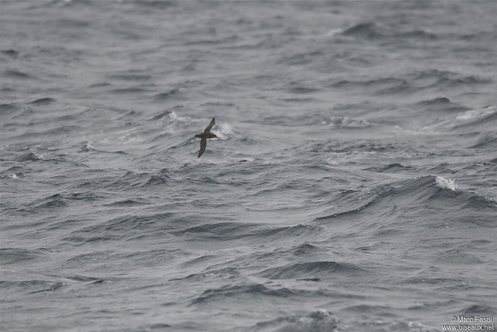 Balearic Shearwater, Flight