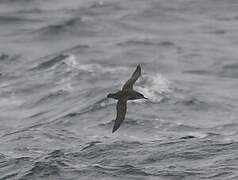 Balearic Shearwater