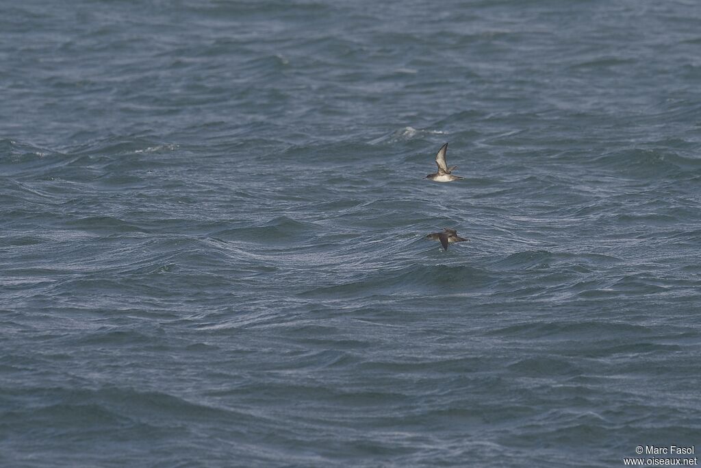 Balearic Shearwater, Flight