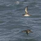 Puffin des Baléares