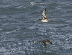 Balearic Shearwater