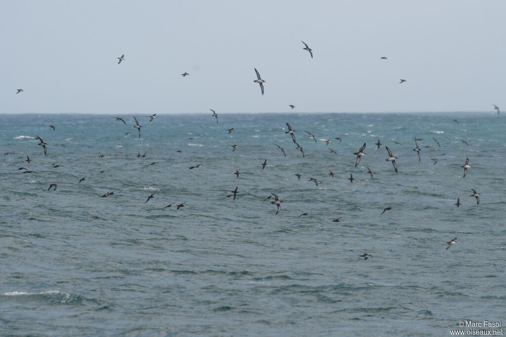 Balearic Shearwater