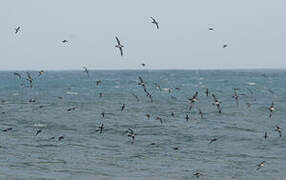 Balearic Shearwater