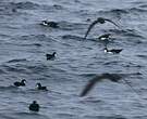 Puffin des Galapagos