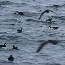 Puffin des Galapagos