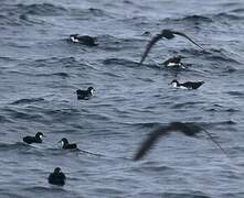 Galapagos Shearwater