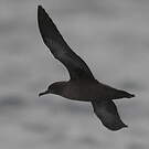 Puffin fuligineux