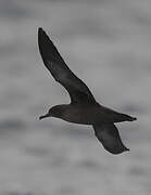 Sooty Shearwater