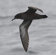 Sooty Shearwater