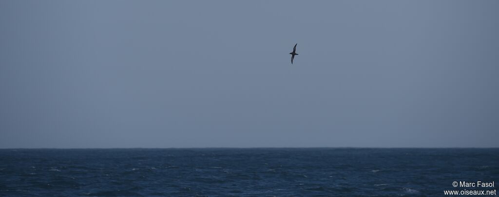 Sooty Shearwater, Flight