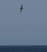 Sooty Shearwater