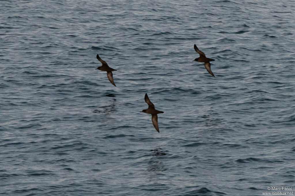 Sooty Shearwater, Flight