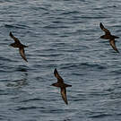 Puffin fuligineux