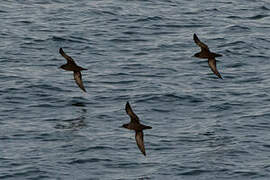 Sooty Shearwater