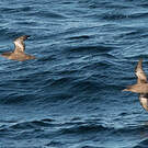 Puffin fuligineux