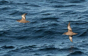 Sooty Shearwater