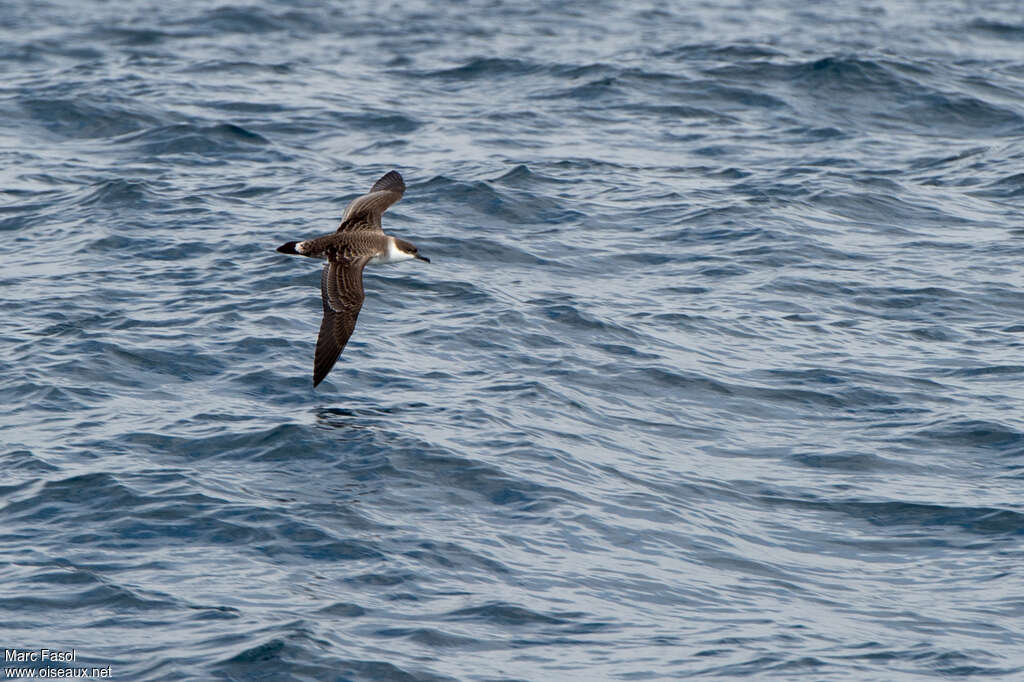 Puffin majeuradulte, habitat, pigmentation, Vol