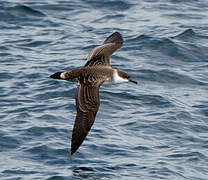 Great Shearwater