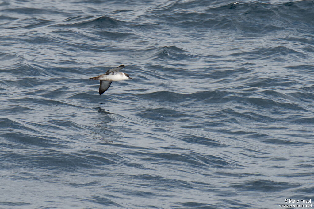 Puffin majeuradulte, Vol