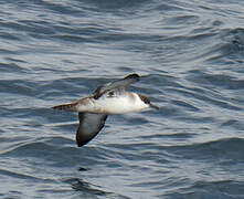 Great Shearwater