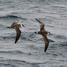 Puffin majeur