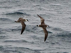 Great Shearwater