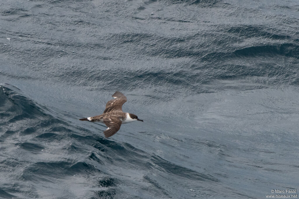 Great Shearwateradult, moulting, Flight