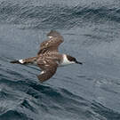 Puffin majeur