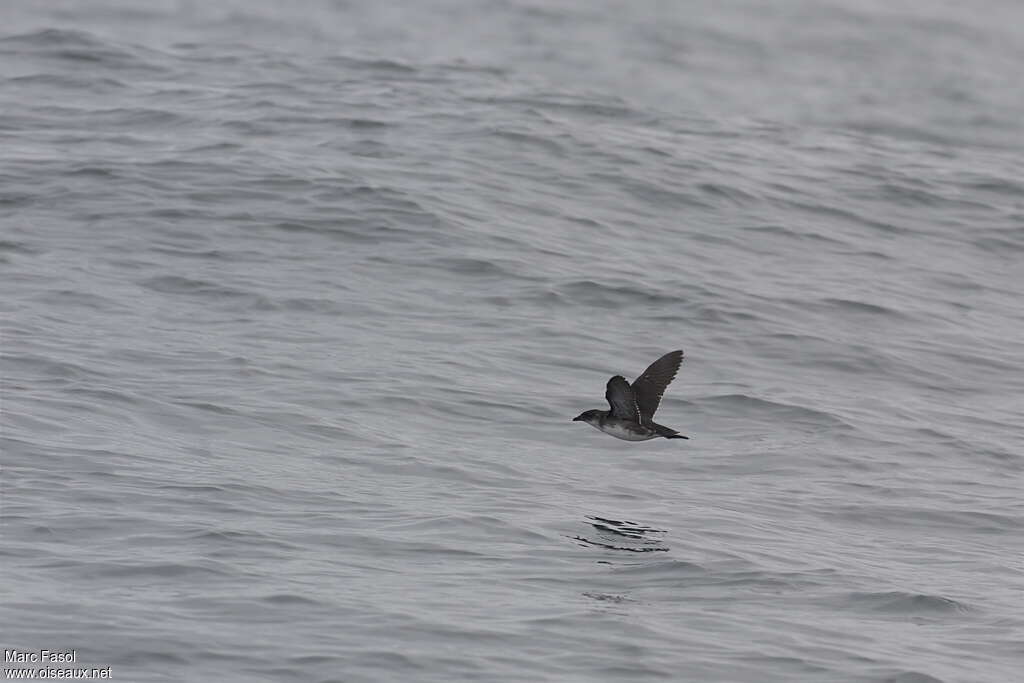 Peruvian Diving Petrel, Flight