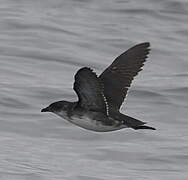 Peruvian Diving Petrel