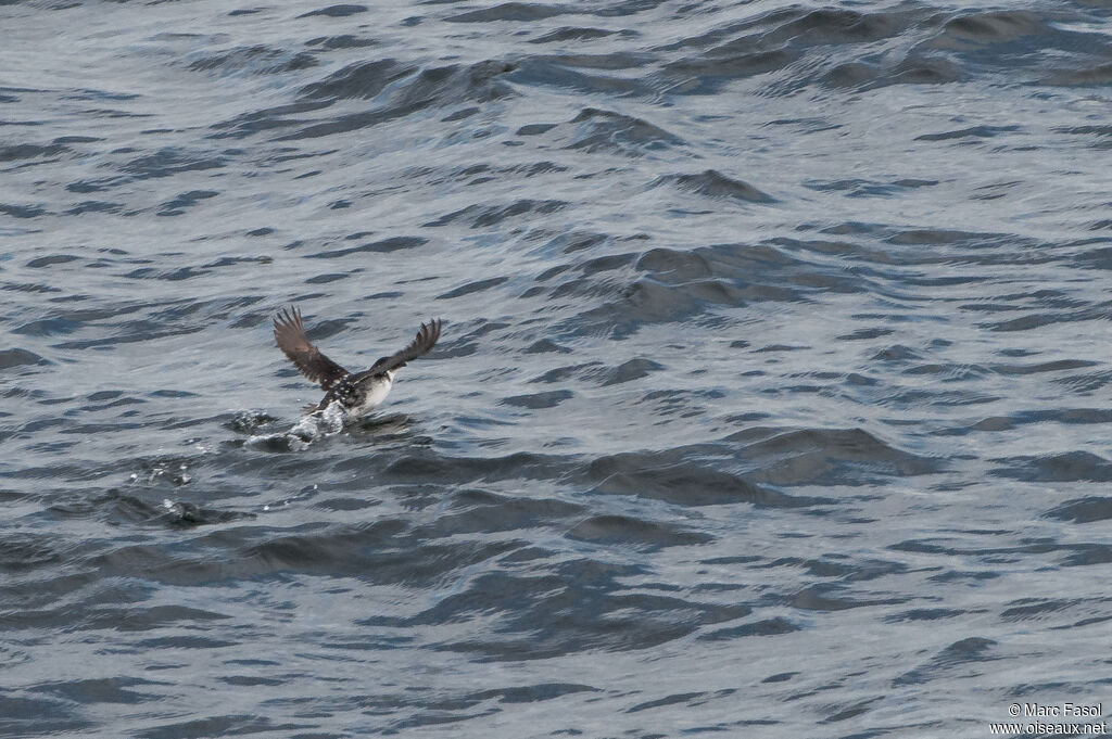 Magellanic Diving Petreladult, Flight