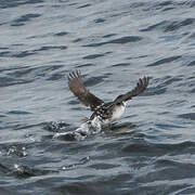 Magellanic Diving Petrel