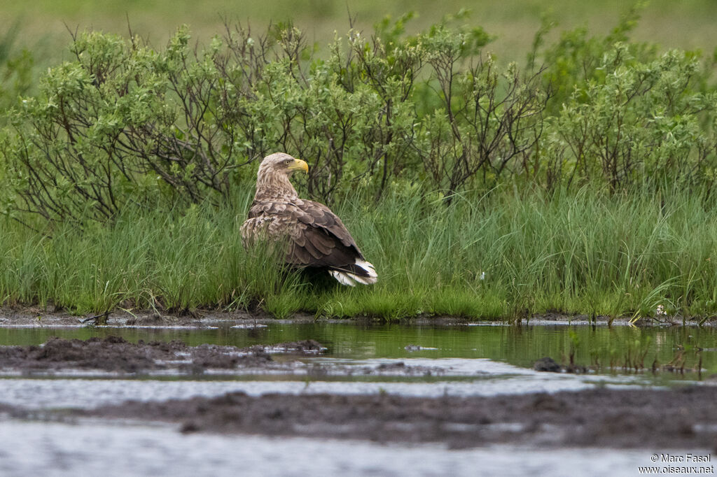 White-tailed Eagleadult breeding, identification