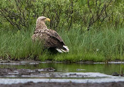 White-tailed Eagle