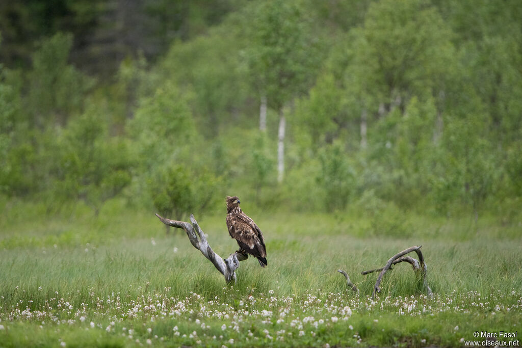 White-tailed Eagleimmature, habitat