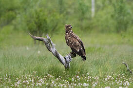 White-tailed Eagle