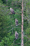 White-tailed Eagle