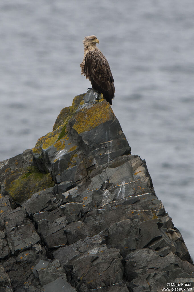 White-tailed Eaglesubadult, identification