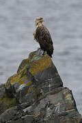 White-tailed Eagle