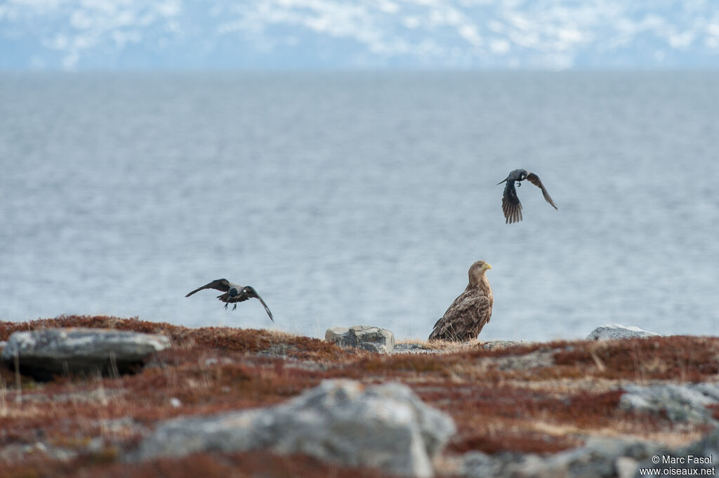 White-tailed Eagleadult