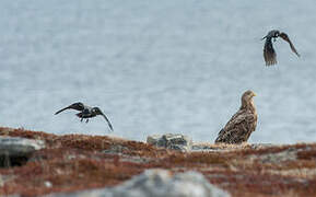 White-tailed Eagle