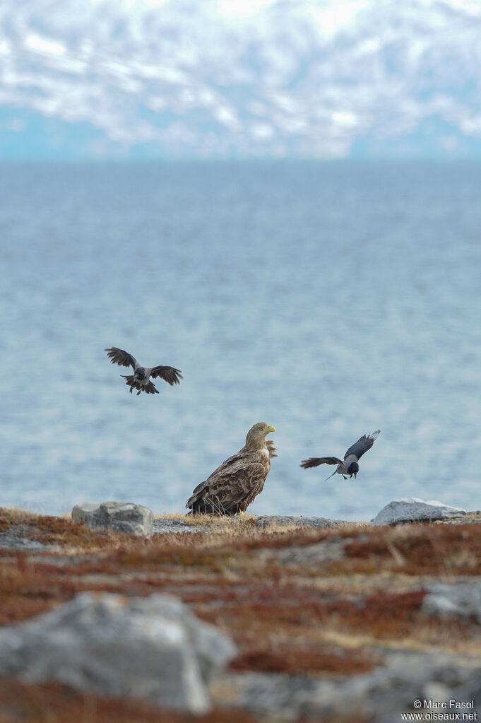 White-tailed Eagleadult, identification