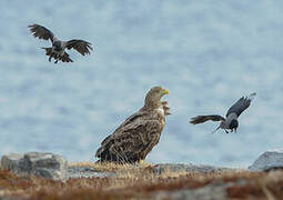 White-tailed Eagle