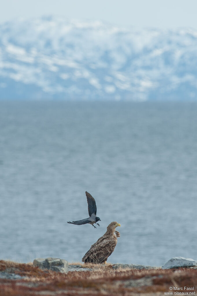 White-tailed Eagleadult, habitat