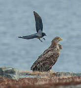 White-tailed Eagle