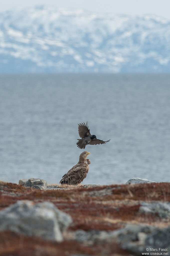 White-tailed Eagleadult, identification