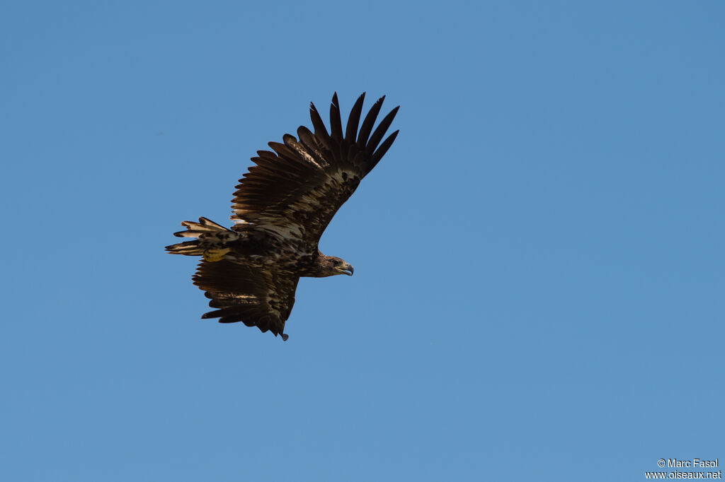 White-tailed Eagleimmature, Flight