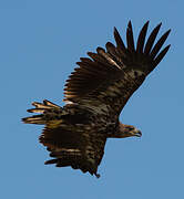 White-tailed Eagle