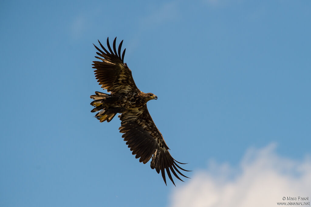 White-tailed Eagleimmature, Flight