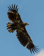 White-tailed Eagle